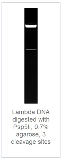 0.7 % агарозный гель-электрофорез с результатами гидролиза ДНК фага лямбды эндонуклеазой рестрикции Psp5II (3 сайта рестрикции)