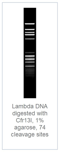 1.0 % агарозный гель-электрофорез с результатами гидролиза ДНК фага лямбды эндонуклеазой рестрикции Cfr13I (74 сайта рестрикции)
