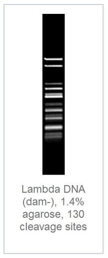 1.4 % агарозный гель-электрофорез с результатами гидролиза ДНК фага лямбды эндонуклеазой рестрикции MboI (130 сайтов рестрикции)