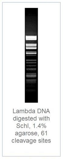 1.4 % агарозный гель-электрофорез с результатами гидролиза ДНК фага лямбды эндонуклеазой рестрикции SchI (61 сайт рестрикции)