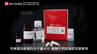 Набор реагентов для заливки гелей SDS-PAGE Fast Acrylamide Kit, Servicebio, Китай, кит., 2023 г.