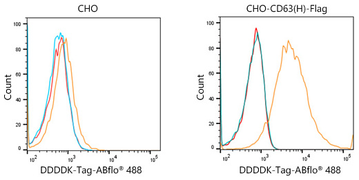 Проточный цитометрический анализ положительных антител (AE005) (2,5 мкг в мл) в различных клетках (оранжевый) в сравнении с контролем изотипа кролика (синий) и неокрашивающим контролем (красный)