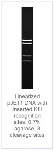0.7 % агарозный гель-электрофорез с результатами гидролиза линеаризованной ДНК pJET1 с встроенными сайтоми распознавания KflI (3 сайта рестрикции)