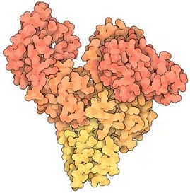 Альбумин бычий сывороточный (БСА)