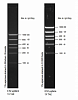 Маркер длин ДНК High DNA Mass Ladder, 6 фрагментов от 1000 до 10 000 п.н., 0,13 мкг/мкл Фото 1