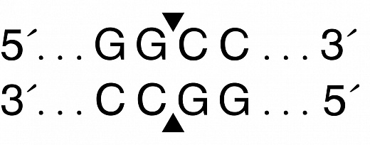  Эндонуклеаза рестрикции HaeIII, 10 000 ед/мл, New England Biolabs
