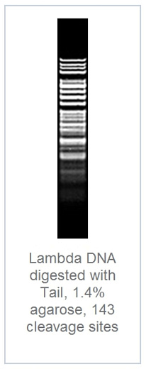 1.4 % агарозный гель-электрофорез с результатами гидролиза ДНК фага лямбды эндонуклеазой рестрикции TaiI (143 сайта рестрикции)