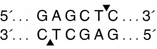  Эндонуклеаза рестрикции SacI, 20 000 ед/мл, New England Biolabs
