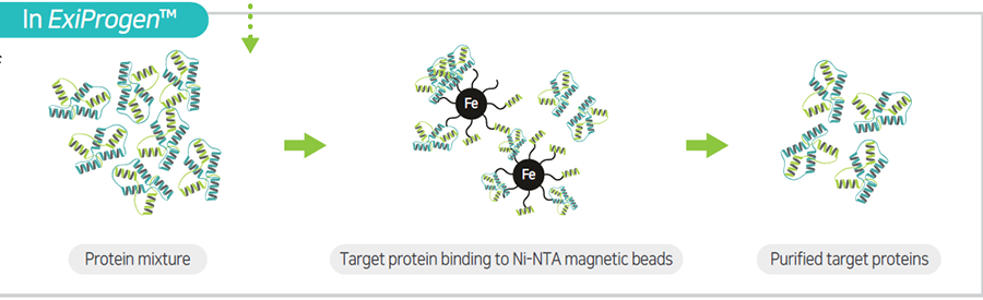 Механизм очистки белковой молекулы в синтезаторе белков ExiProgen Механизм очистки белковой молекулы в синтезаторе белков ExiProgen