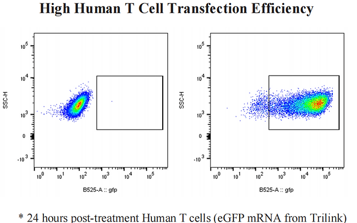 Рисунок 1. Результаты проточной цитометрии с использованием набора LipidFlex T cell kit Результат проточной цитометрии, показывающий трансфицированные Т-клетки человека с использованием мРНК eGFP LNP