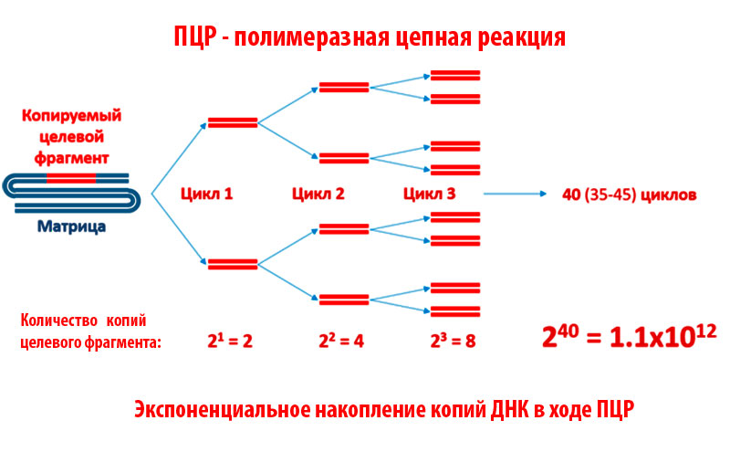 Экспоненциальное накопление копий ДНК в ходе ПЦР (полимеразная цепная реакция)