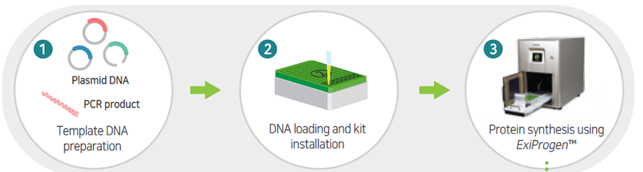 Механизм синтеза белковой молекулы в синтезаторе белков ExiProgen Механизм синтеза белковой молекулы в синтезаторе белков ExiProgen