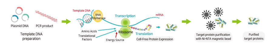 Схематический принцип работы в синтезаторе белка ExiProgen Схематический принцип работы в синтезаторе белка ExiProgen
