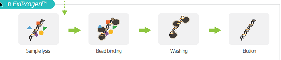 Механизм выделения нуклеиновых кислот в синтезаторе белков ExiProgen Механизм выделения нуклеиновых кислот в синтезаторе белков ExiProgen