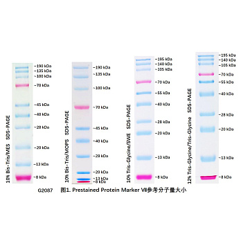 Маркер молекулярного веса белков, 30-209 кДа, предокрашенные, Western Protein Marker II, для ECL-детекции, 250 мкл, Servicebio, Китай