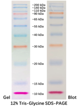 Маркер молекулярного веса белков, 10-200 кДа, предокрашенный