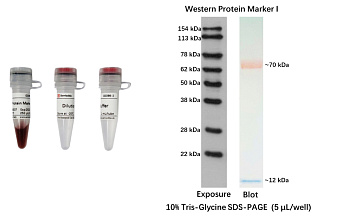 Маркер молекулярного веса белков, 12-154 кДа, предокрашенный