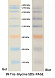 Маркер молекулярного веса белков, 55-320 кДа, предокрашенные
